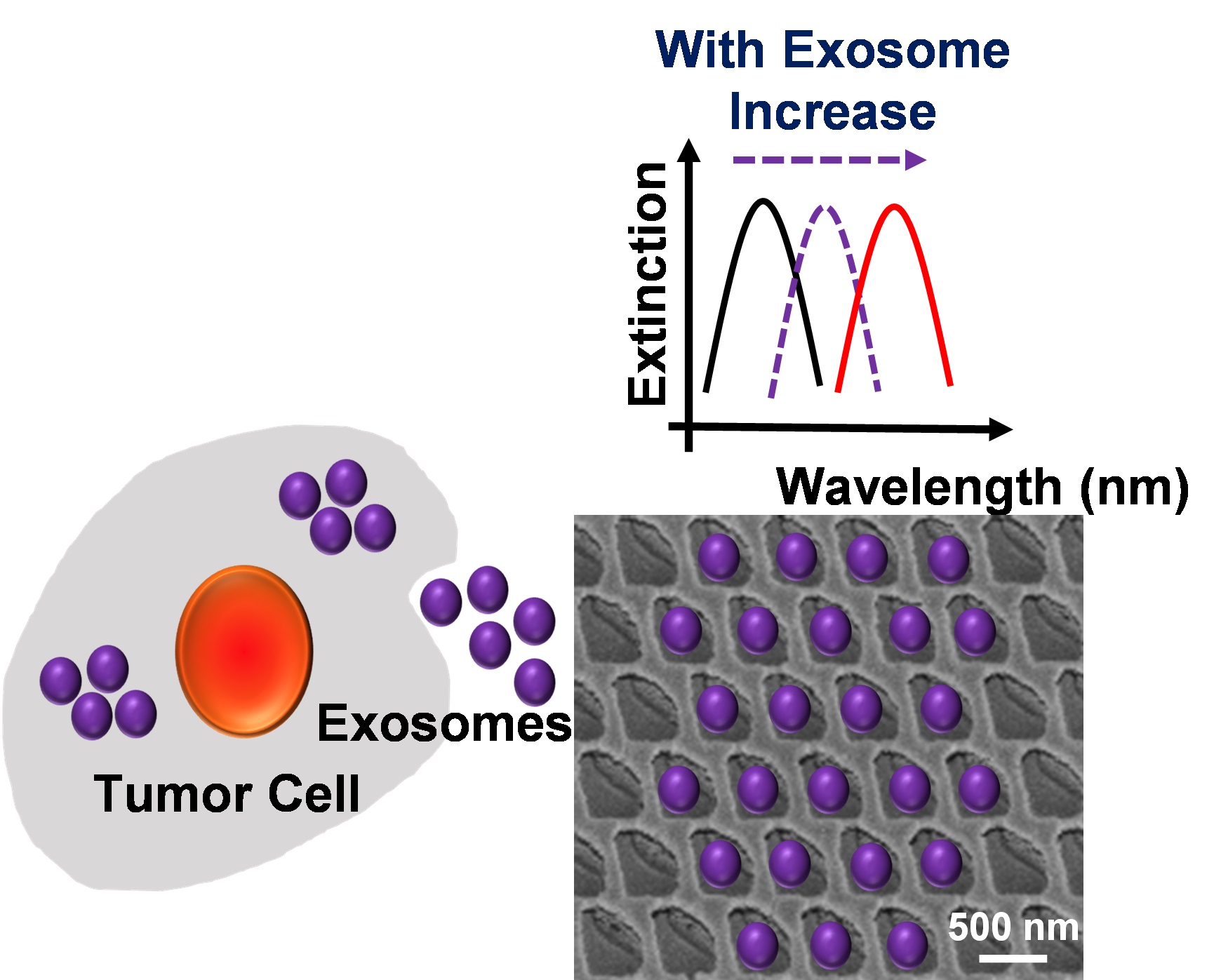 Exosomes