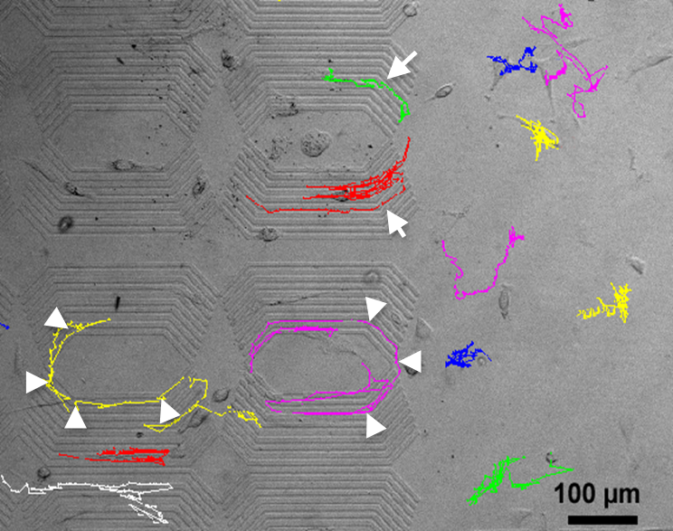 Cell Guidance Project