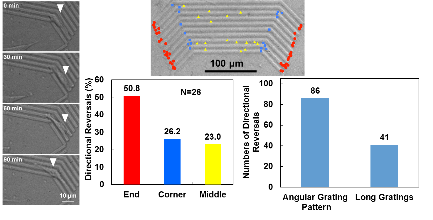 Cell Guidance Project