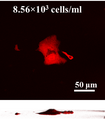 Plasmonic project