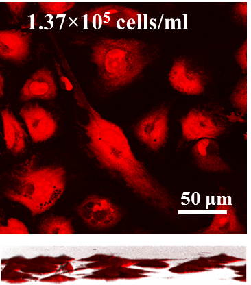 Plasmonic project