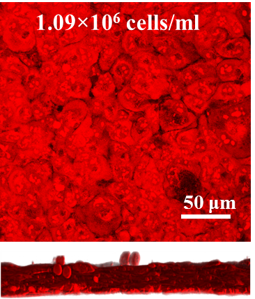 Plasmonic project