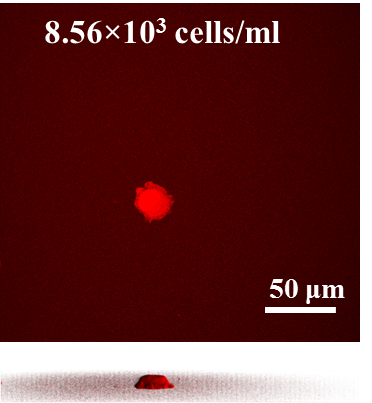 Plasmonic project