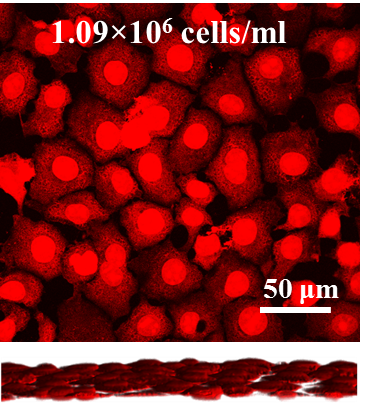 Plasmonic project